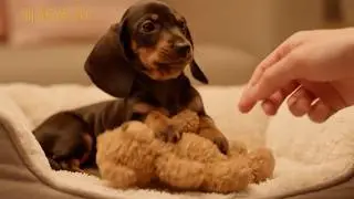 Don&rsquo;t Touch the Toy! Mini Dachshund Puppy on Guard 😤🧸