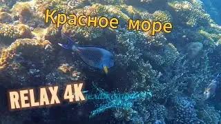 🔴 4K Подводный мир Шарм-эш-Шейха | Красное море Египет | Расслабляющее для медитации и релаксации