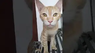 oa oa oa
