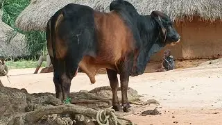 Noel 2025. Dons de Maman Marthe Kasalu &agrave; la population de Bakwa Nseke, bena Citolo/Katanda 