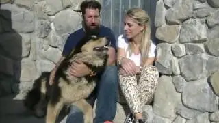 11 -  Il cane da pastore della Sila, cane da capre di Calabria (versione in italiano)