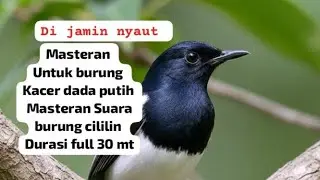 Masteran untuk burung Kacer dada putih suara masteran cililin durasi full 30 mt #burung   