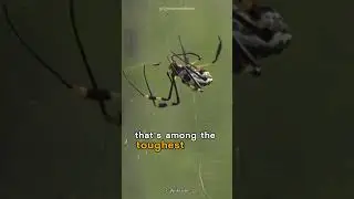 Golden Silk Orb Weaver Spider | Make Strongest Webs