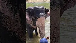 සිංහ එදා සහ අද |Sinha raja's childhood #sinjaraja #raja #shots