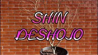 Acer Palmatum Shin Deshojo