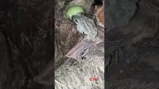 #Frogs #Indian Frogs