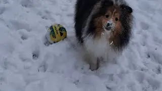 Nuestro Perro 🐕 es Futbolista 