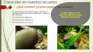 Charla 