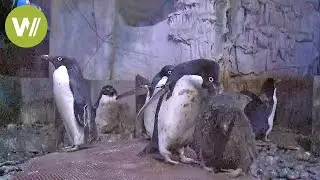 Babies Adelie penguins born in Wuhan's zoo