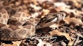 Animals vs. Natural Disasters: Can They Sense Danger Before It Hits? l animals l Animal science
