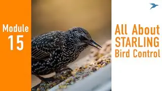 Module 15 - Starlings