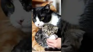 A nurse cat bandages the paw while the motherstrokes her child&rsquo;s head lovingly #cat #cute #funnycats
