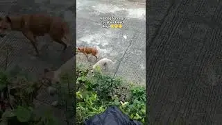 Feeding first #abandoned dogs(mother dog and browny)