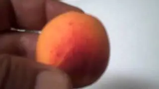 First Apricots of the Year