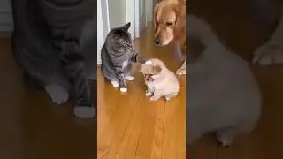 Cat Gets CAUGHT Bullying a Puppy 😳🐱🐶 Instant Regret