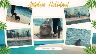 Why the Dolphin Show in Antalya, T&uuml;rkiye Is Every Tourist's Dream!