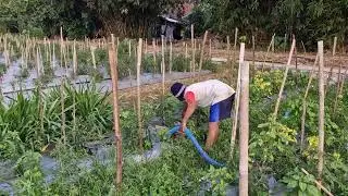 The Genius Way to Water Chili Plants for Maximum Growth! - Agriculture Farming