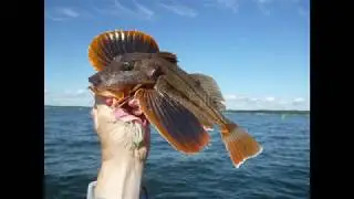 How to Fillet Sea Robins