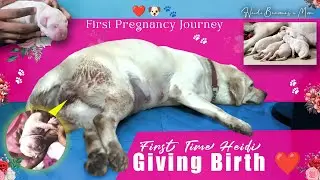 HEIDI❤️Labrador Dog Pregnancy to Puppies Born | Cute Puppy Moments 🐶