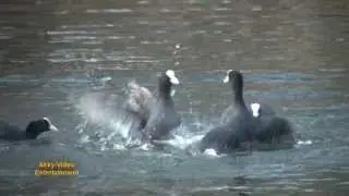 Blesshuhn Revierkampf - Foulque macroule en combat - Eurasian Coot territorial fight