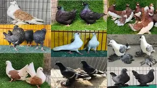 #fancy kobutor selling video in Indian #pigeon selling video in Indian #best pigeon selling Kolkata 