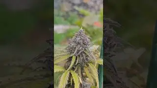 Zombie kush