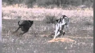 Saluki - Mystic - Open Field  Coursing