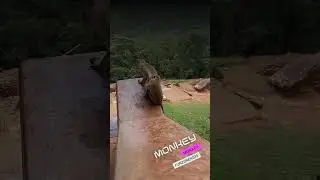 :🐒 Exploring the Fascinating World of Monkeys! 🐒