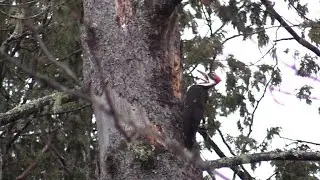 Pileated Woodpecker 'High-Rise Hunting'