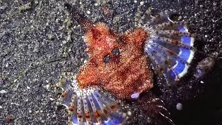 Facts: Seamoths (Pegasus Fish)