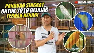 PANDUAN TERNAK‼️Cara memilih pejantan kenari yg bagus | ini ciri-cirinya