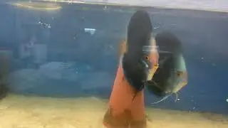 Super mad 😡 discus fish blue neon almost turned black 😁😁😁