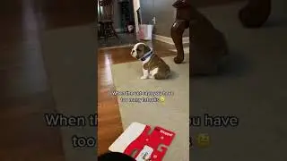 Puppy does NOT like being called chubby 😆