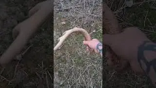 #hunting #deerhunting #shedhunting #shedseason #antlers #deer #adventure #hiking #antlers #hike