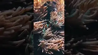 K&ouml;ln - K&ouml;lner Zoo - Sommer 2025