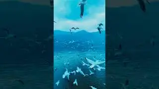 Birds soaring above the ocean.  #nature  #birds #calmmusic