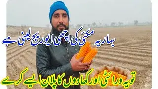 If you want to get a good average of Baharia Maize, then you should plan the variety and fertilizers