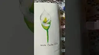 White calla lily as a beginner