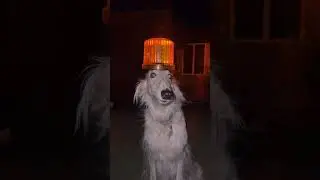 Do not settle for imposters. FLASH WARNING. #sirendog #borzoi #dogs #doglife #unhinged #meme