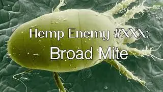 Hemp Farmers Grow America: Regenerative Hemp