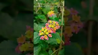 #short #naturelovers #flowerphotography #motivational #inspiration #viralshorts #explore