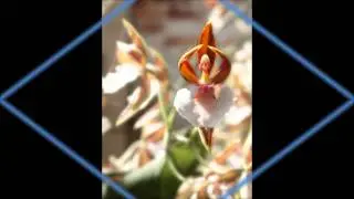 Des fleurs surprenantes