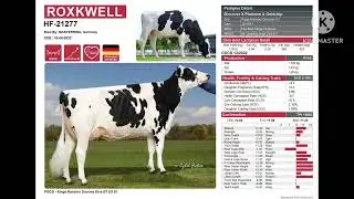 HF 21277 Sag superior animal genetics