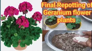 Final Repotting of Geranium flower plants soil mixture // Geranium plant fertilizer and care
