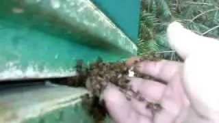 catch bee swarm with hand bees not killer bees