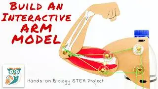 Как построить модель руки &mdash; STEM-проект по биологии для начальной школы