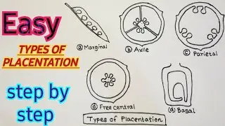 How to Draw Types of placentation in flowering plants। structure of placentation