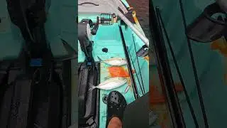 trip S&atilde;o Francisco do Sul #ark1290 #fishing #caiaque #milhanautica