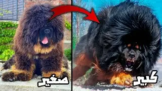 This is what the world's biggest dogs look like when they grow up...they become monsters.