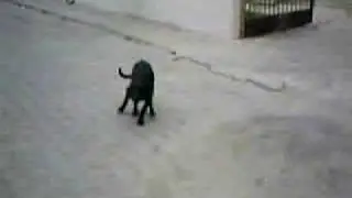mutlu k&ouml;pek